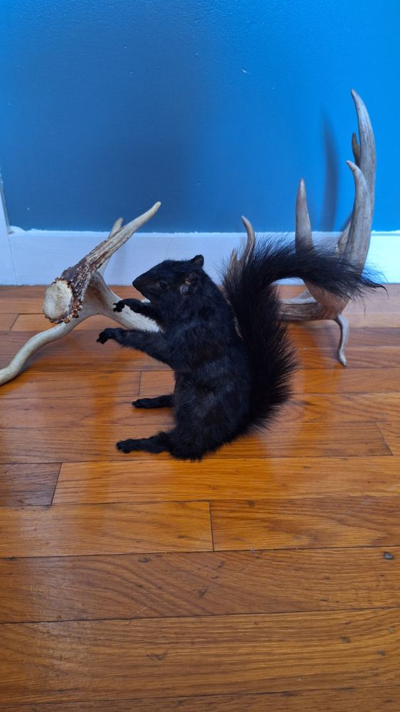 Three Springs Taxidermy - taxidermy in Carrollton, OH