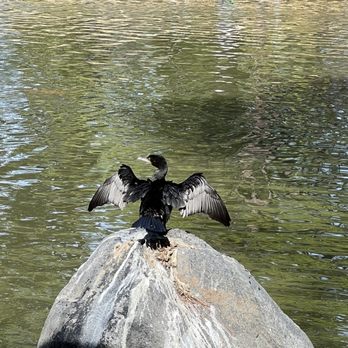 Japanese Garden - Neoteopic cormorant - Botanical Gardens Near Me - Houston, Texas