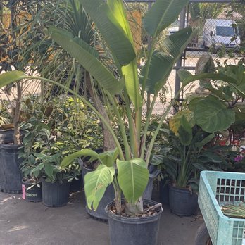 Sunscape - Giant bird of paradise - Nurseries & Gardening Near Me - Saint Petersburg, Florida