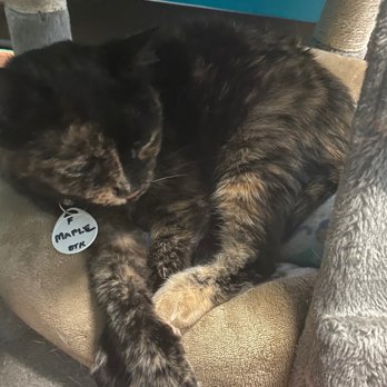 Catnip Cat Cafe - Ms Maple! - Pet Adoption Near Me - Norfolk, Virginia