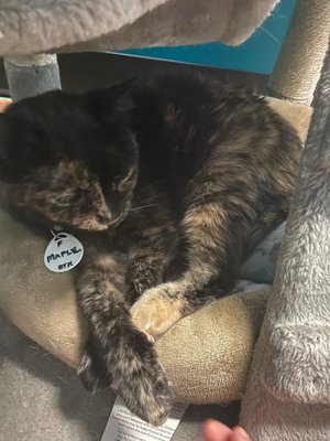 Catnip Cat Cafe by null