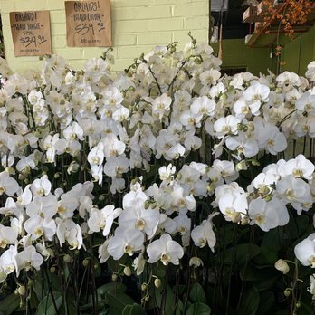 Austin Flower - Nurseries & Gardening Near Me - Austin, Texas
