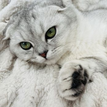 Lovablefluffs Cattery - Our baby's momma. How GORGEOUS is she?!! - Pet Breeders Near Me Lovablefluffs Cattery - Our baby's momma. How GORGEOUS is she?!! - Pet Breeders Near Me