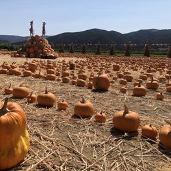 Sunrise Organic Farm in Solvang gift card