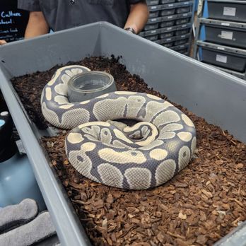 Gx3 Reptiles - Desert Ghost Phython - Reptile Shops Near Me - Sacramento, California