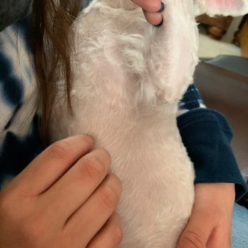 Castaic Pet Grooming - Not shaved in his armpits. - Pet Groomers Near Me - Castaic, California Castaic Pet Grooming - Not shaved in his armpits. - Pet Groomers Near Me - Castaic, California