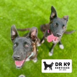 DRK9 Services