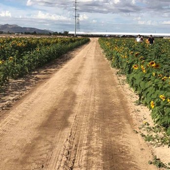 Rocker 7 Farm Patch - Pumpkin Patches Near Me - Buckeye, Arizona Rocker 7 Farm Patch - Pumpkin Patches Near Me - Buckeye, Arizona