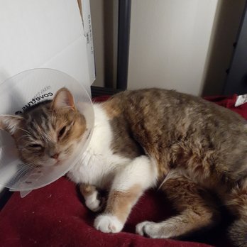 Anicira Veterinary Center - Just home from the Anicira. - Pet Services Near Me - Manassas, Virginia Anicira Veterinary Center - Just home from the Anicira. - Pet Services Near Me - Manassas, Virginia