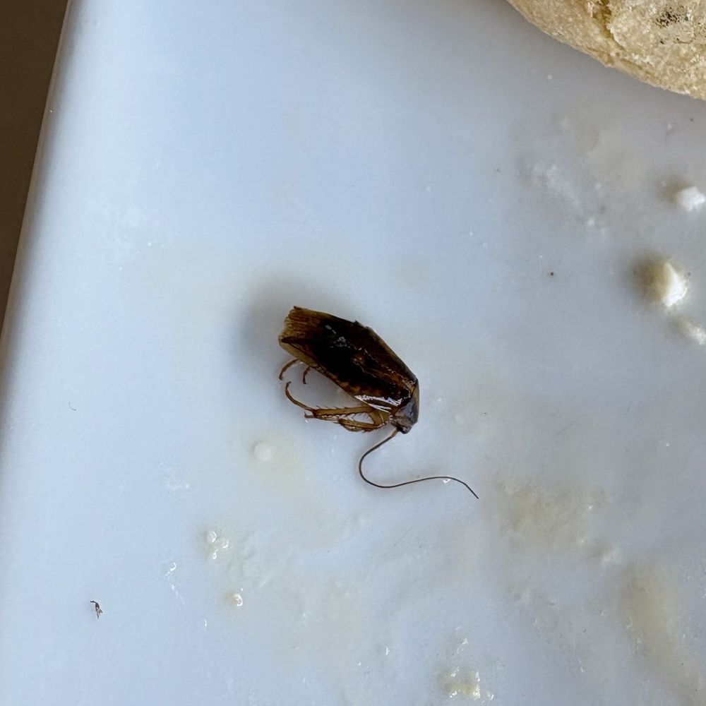 Another Broken Egg Cafe - Dead roach in my omelette - Breakfast & Brunch Near Me - Boca Raton, Florida