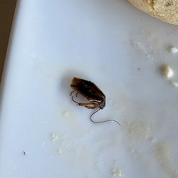 Another Broken Egg Cafe - Dead roach in my omelette