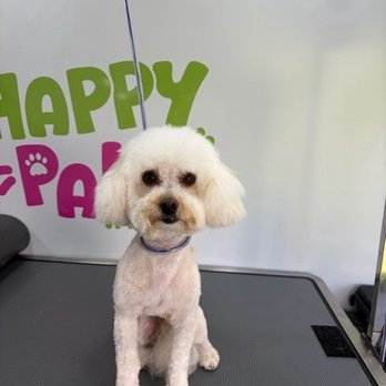 Happy Paws Grooming - It was after the haircut that I asked to at least leave my ears longer. - Pet Groomers Near Me - San Francisco, California Happy Paws Grooming - It was after the haircut that I asked to at least leave my ears longer. - Pet Groomers Near Me - San Francisco, California