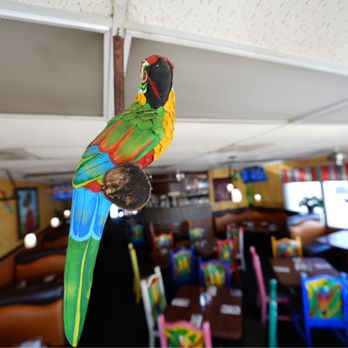 El Perico Ranchero - Paco the Parrot - Mexican Near Me - Rancho Cucamonga, California