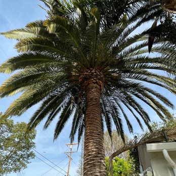 Tzuban Tree Services - After finish - Tree Services Near Me Tzuban Tree Services - After finish - Tree Services Near Me