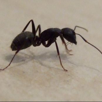 Guardian Pest Defense - The carpenter ants gets its name because it does not eat wood, it builds nests inside it. These are wood destroying - Pest Control Near Me Guardian Pest Defense - The carpenter ants gets its name because it does not eat wood, it builds nests inside it. These are wood destroying - Pest Control Near Me