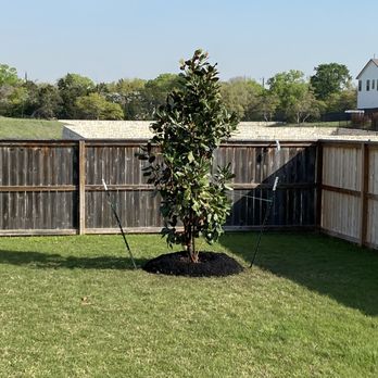 Moon Valley Nurseries - Magnolia planted today - Nurseries & Gardening Near Me - Austin, Texas
