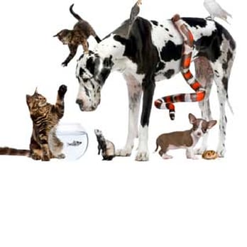 South Point Pet Hospital - We see all small animals and exoctics - Veterinarians Near Me - Surrey, British Columbia South Point Pet Hospital - We see all small animals and exoctics - Veterinarians Near Me - Surrey, British Columbia