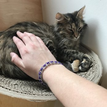 NEKO: A Cat Cafe - Themed Cafes Near Me - Seattle, Washington NEKO: A Cat Cafe - Themed Cafes Near Me - Seattle, Washington
