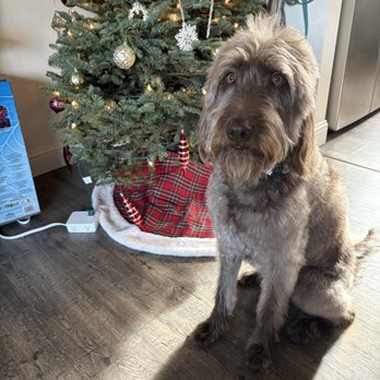 Pretty Paws and Claws - Freshly groomed happy customer (Labradoodle) - Pet Groomers Near Me - Portland, Oregon Pretty Paws and Claws - Freshly groomed happy customer (Labradoodle) - Pet Groomers Near Me - Portland, Oregon
