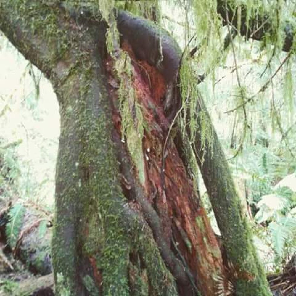 Tolmie State Park - Parks Near Me - Olympia, Washington Tolmie State Park - Parks Near Me - Olympia, Washington