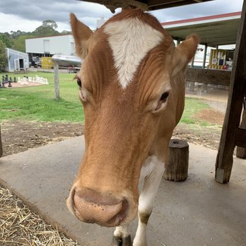 Maleny Dairy Milk - Farms Near Me - Maleny, QLD