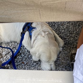 Donner Lake Kitchen - Dog Friendly. Our Dog JZ snoozing under the table. - Breakfast & Brunch Near Me - Truckee, California