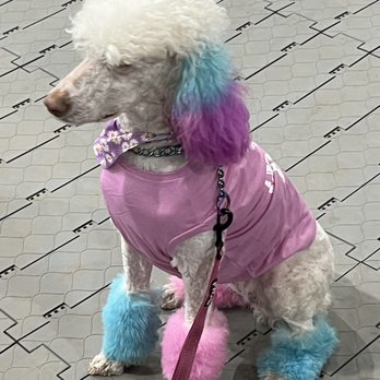Allegiance K-9 - Cotton Candy look - Pet Groomers Near Me Allegiance K-9 - Cotton Candy look - Pet Groomers Near Me