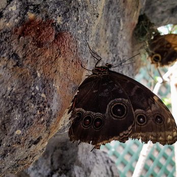 Butterfly House & Aquarium - Butterflies cling to the rocks, mocking me incessantly (no, not really) - Amusement Parks Near Me - Sioux Falls, South Dakota Butterfly House & Aquarium - Butterflies cling to the rocks, mocking me incessantly (no, not really) - Amusement Parks Near Me - Sioux Falls, South Dakota