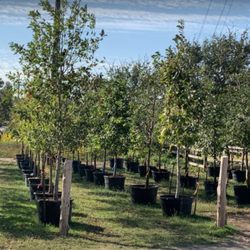 Atx Trees & Land Development