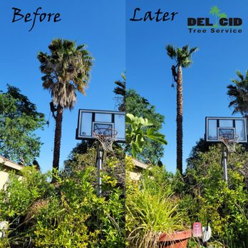 Del Cid Tree Service - Before and Later - Landscaping Near Me Del Cid Tree Service - Before and Later - Landscaping Near Me