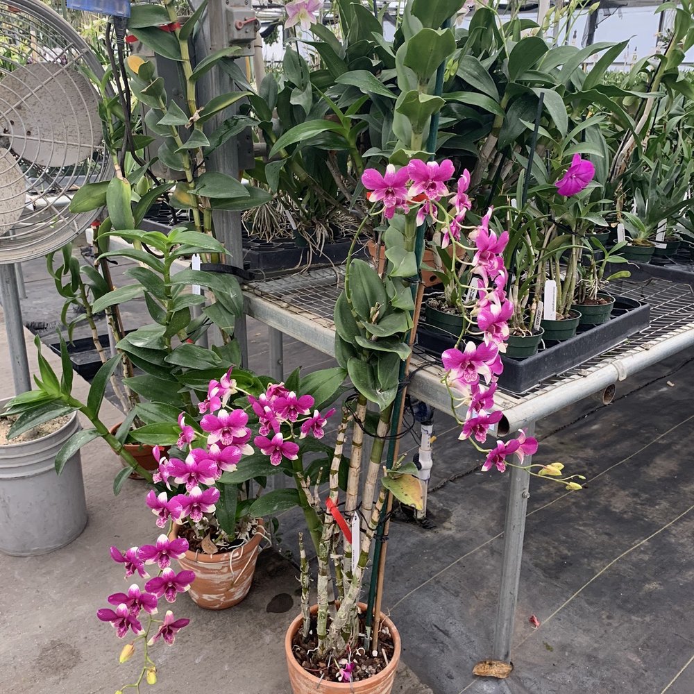 Palmer Orchids - Nurseries & Gardening Near Me - Bradenton, Florida Palmer Orchids - Nurseries & Gardening Near Me - Bradenton, Florida