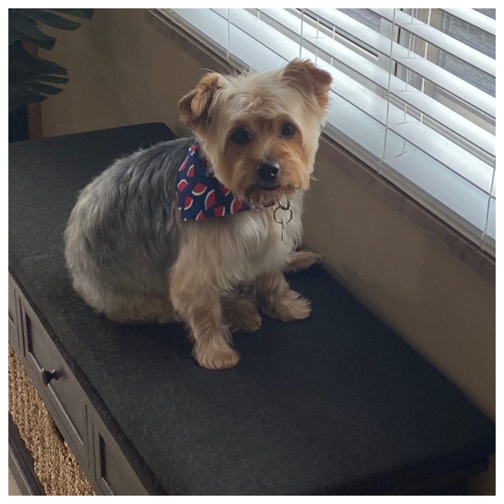 SANDY’S DOG GROOMING SALON Updated September 2024 36 Photos & 14