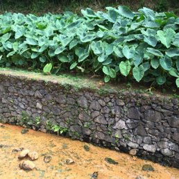 Source stream (not part of a tub) with some greenery Source stream (not part of a tub) with some greenery