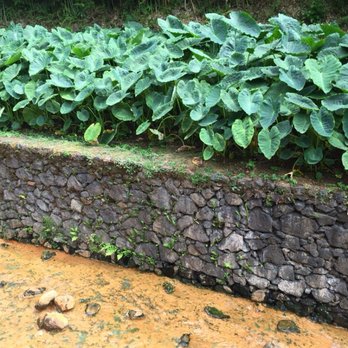 Poca da Beija - Source stream (not part of a tub) with some greenery - Swimming Pools Near Me - Furnas, 20 Poca da Beija - Source stream (not part of a tub) with some greenery - Swimming Pools Near Me - Furnas, 20