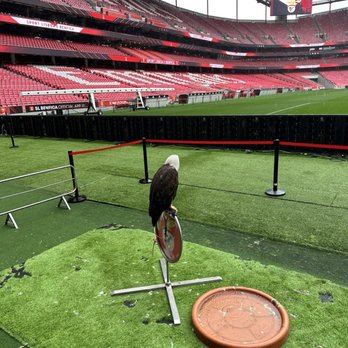 Estádio do Sport Lisboa e Benfica - Eagle - Stadiums & Arenas Near Me - Lisbon, 11