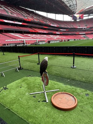 Estádio da Luz by null