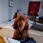 Photo of Dana's Dog Spa