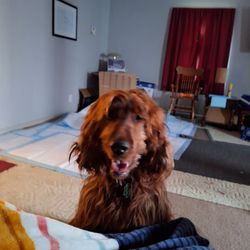 Dana's Dog Spa