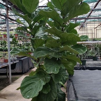 Sharples Greenhouses - One of the biggest figgle leaf figs I've ever seen - Florists Near Me - Mount Hope, Ontario Sharples Greenhouses - One of the biggest figgle leaf figs I've ever seen - Florists Near Me - Mount Hope, Ontario