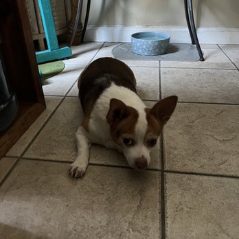 Pet Palace - Dog - Pet Groomers Near Me - San Diego, California Pet Palace - Dog - Pet Groomers Near Me - San Diego, California