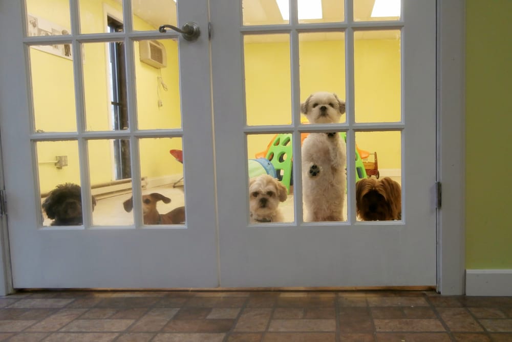 LUCKY DOG! DOG DAY CARE, INC Updated September 2024 770 Swan Dr
