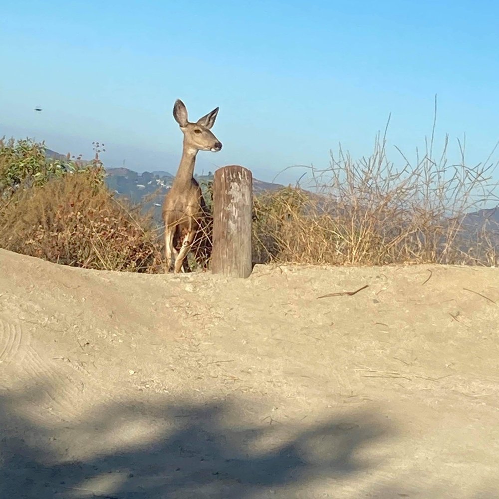 Millard Canyon - Bambi came out to say "hi" - Parks Near Me - Altadena, California Millard Canyon - Bambi came out to say "hi" - Parks Near Me - Altadena, California