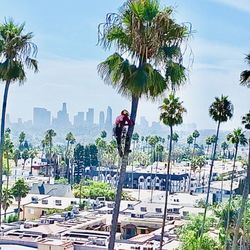 Everest Tree Service - Palm tree trimming
