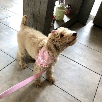 Glamour Paws - Gigi the day she was dropped off at Glamour Paws - Pet Groomers Near Me - Fort Worth, Texas
