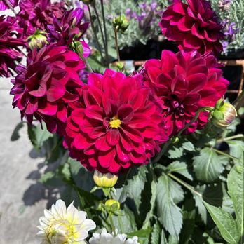 Walter Andersen Nursery - Nurseries & Gardening Near Me - Poway, California Walter Andersen Nursery - Nurseries & Gardening Near Me - Poway, California