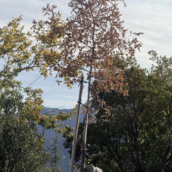 Deukmejian Wilderness Park - Dying oak - Hiking Near Me - Glendale, California