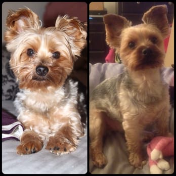 Petco - Before and after grooming. Gotta love a fresh puppy cut!!! - Pet Training Near Me - Santa Monica, California