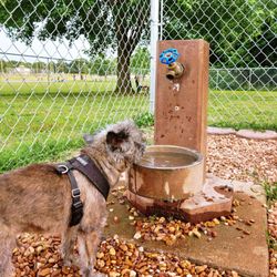 Heritage Park Complex: Bark Park - Water bowl is a bit of a stretch for my little friend.
