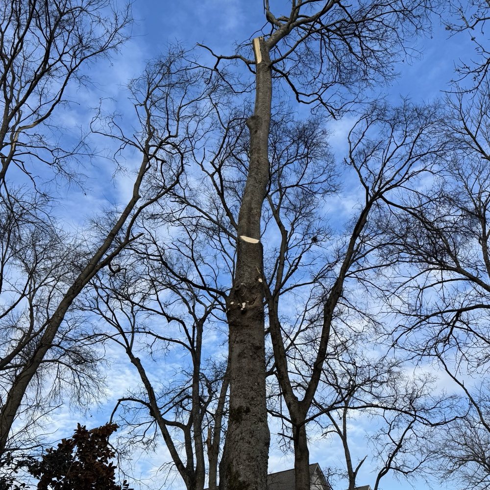 Rhino Tree Experts - Damaged limbs on tree close to my house taken down with skill. - Tree Services Near Me - Augusta, Georgia