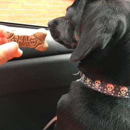 Tfcu gave Penny a cookie for coming with me to the drive thru!